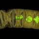 X-ray image of the thread-like fossilized algae. (Image: Stafan Bengtson)